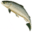 salmon image